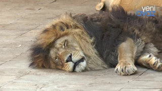 Bakı ZOOPARKINDAN Reportaj