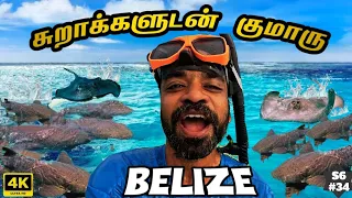 🤿Underwater FUN with Sharks & Stingrays👍 | Belize EP5