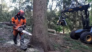 Chainsaw Husqvarna 560XP VS Harvester PONSE ERGO 8x8 GOOD WORK IN THE FOREST!