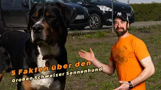 5 Fakten über den Großen Schweizer Sennenhund