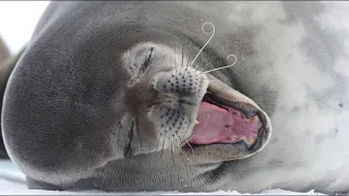 Weddell Seals