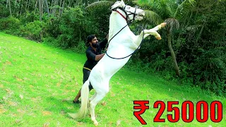 I Bought A White Horse | ഞാൻ ഒരു വെള്ളക്കുതിരയെ വാങ്ങിച്ചപ്പോൾ | M4 TECH |