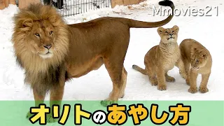 【ライオン父子のふれあい】オリトの怒り方・あやし方・優しい声〜旭山動物園オリトとイオの子育て