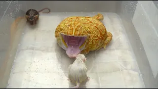 Pacman frog eats adult mice! WARNING LIVE FEEDING!!