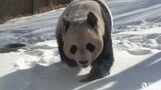 Toronto Zoo Giant Panda Loves The Snow