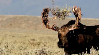 Wildlife Photography- Bull Moose spar during the Fall Rut-Jackson Hole/Grand Teton Park/Yellowstone