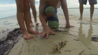 guy pinched by crab