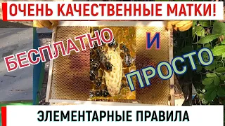 Очень качественные матки БЕСПЛАТНО и ПРОСТО для себя.