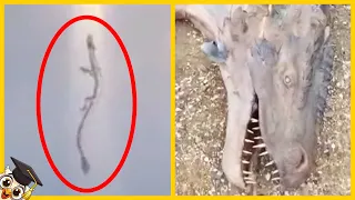 10 Dragones en la vida real captados por una cámara