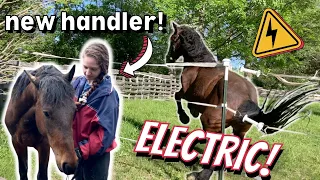 Mustang Jaeger meets a new handler // ⚡️ Introduction to electric fencing ⚡️