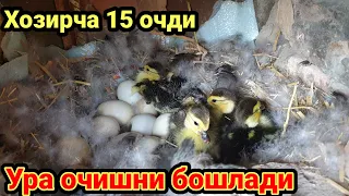 Бу мужиза тухумдан 1 кунда 15 жужа чикса