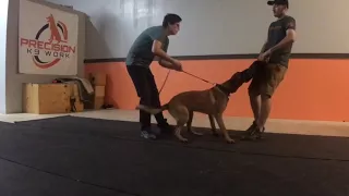 Developing a protection dog - Vega 9 month Belgian malinois