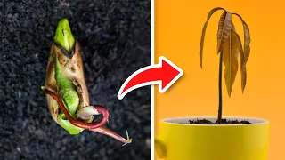 5 TRICKS To GERMINATE MANGOES Super FAST! 🥭