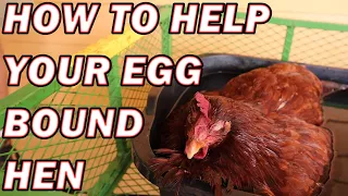 How to care for your egg bound hen