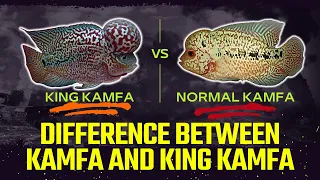 How to Easily Spot - Normal Kamfa And King Kamfa? - Must Watch || Flowerhorn Fish