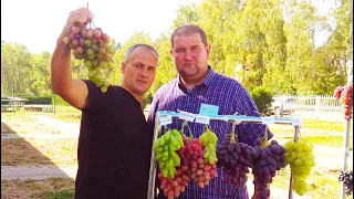 🔴🔴Minsk Grape Exhibition in Samokhvalovichi. Exhibition of Grapes in Minsk.