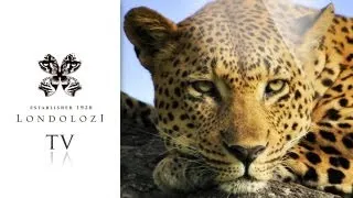 Male leopard successfully stalks and kills impala - Londolozi