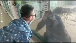 Chimpanzee mimics man's actions at a Chinese zoo