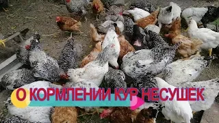 🐓👍НОРМА КОРМА НА ОДНУ НЕСУШКУ в день. УДОБНАЯ ДЛИННАЯ КОРМУШКА. Отвечаю на вопросы