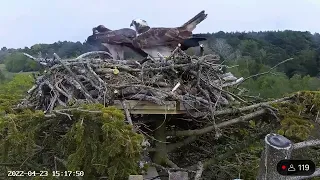 Female Osprey CJ7 and 022 see their new egg for the first time 23/04/22