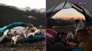 This Cat And Dog Love Travelling Together ❤ PiePieYow