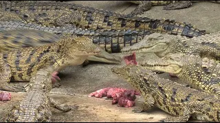 Young Nile Crocodiles eating chunks of meat