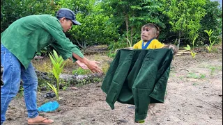 Cutis secretly goes market buy new shirt to gift surprise dad!