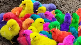 World Cute Chickens, Colorful Chickens, Rainbows Chickens, Cute Ducks, Cat, Rabbit,Cute Animals 🐤🦆🐟🪿