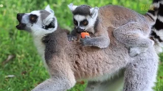 Spécial Bébés ! Makis cattas en famille. Beauval, un œil en coulisse - Ep5