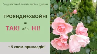 Троянди та хвойні рослини. За та проти. 5 схем-прикладів