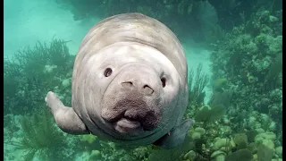 Robot Spy Manatee Receives A Slobbery Kiss!