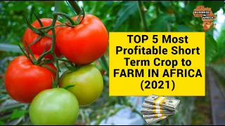 TOP 5 Most Profitable Short Term Crop to FARM IN AFRICA (2021), BEST CROPS TO FARM IN AFRICA