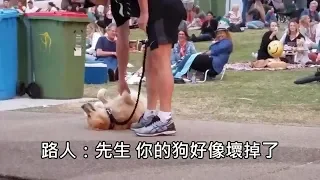 還想玩的黃金獵犬在公園耍賴不回家，主人使出絕招後才乖乖配合 (中文字幕)