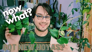Got New Hoyas? | What To Do