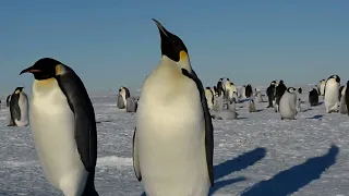 8.6 Lesson 1 Emperor Penguin in the Wild