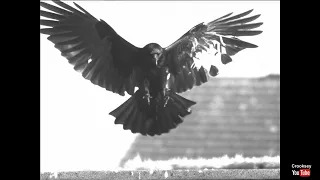 Slow Motion Carrion Crow with damaged wing - IX Cameras