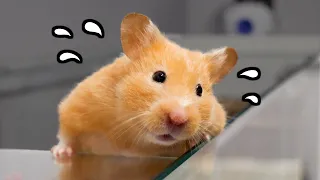 Hamster Escapes for What?