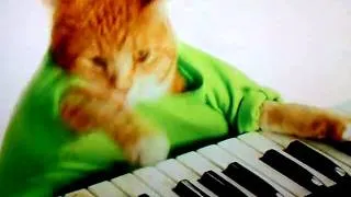 Keyboard Cat for Wonderful Pistachios
