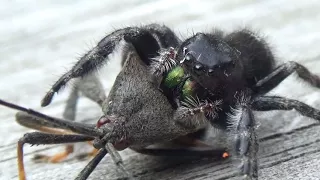 Spider Vs. Stinkbug