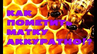 Пасека! Как мы метим маток! Медовик четыре корпуса!