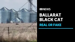 Black cat video prompts calls to contain feral felines | ABC News