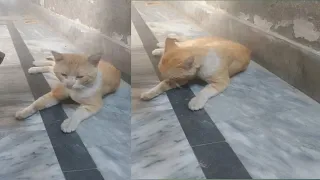 Street cat behave mentally for food