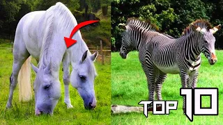 10 Weird Two Headed Animals | Things Around