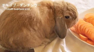 にんじんウサギ　（チャップ・ダンダンウー）　Carrot Rabbit