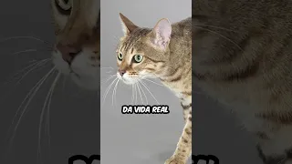 Um gato da vida real no Minecraft!