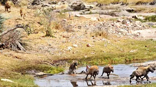 Hyenas Very Scared of Male Lion