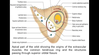 Orbit and Its content