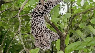 Маргай – белка среди котов! Ловкий акробат и эксперт по лазанию на деревьях! Длиннохвостая кошка.