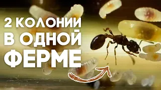 БОЛЬШОЕ ПЕРЕСЕЛЕНИЕ МУРАВЬЁВ В НОВУЮ МУРАВЬИНУЮ ФЕРМУ! Переезд Camponotus maculatus в новый дом!