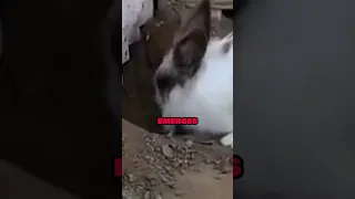 Rabbit saves Cat trapped underneath a wall! 🤯